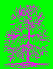 araucaria.gif, 3 KB