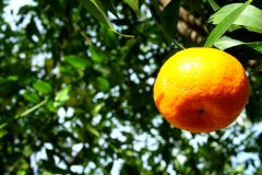 belle epoque 135.jpg, 64 KB