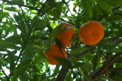 belle epoque 138.jpg, 61 KB